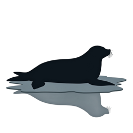 seal reflection SVG PNG design