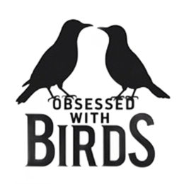 obsessed with birds SVG PNG design with bold lettering