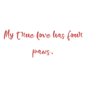 my true love has four paws quote SVG PNG design with bold lettering