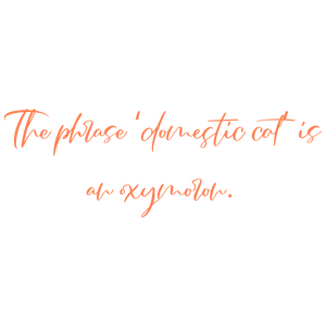 the phrase domestic cat' is an oxymoron quote SVG PNG design with bold lettering